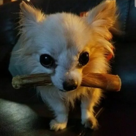 NEW Chico's bracelet🐾 - Picture 4 of 5